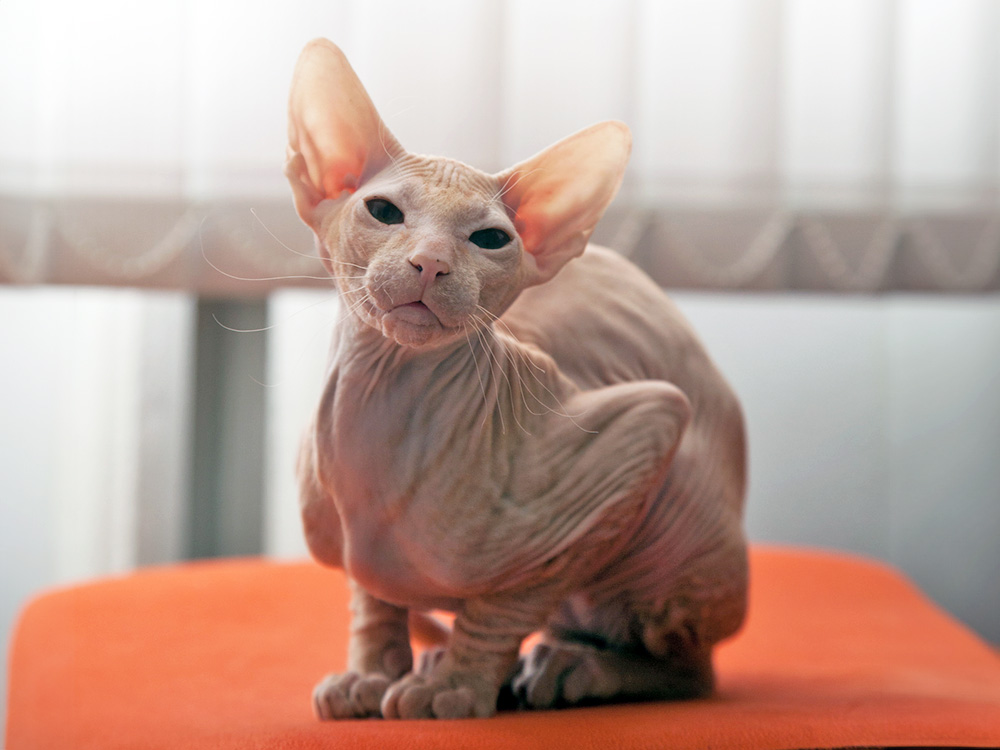 peterbald cat