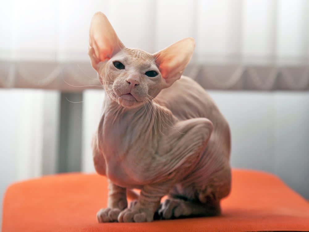 peterbald cat