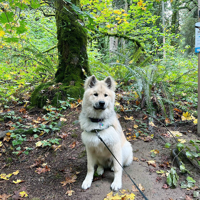 a white dog by a tree in Seward Park