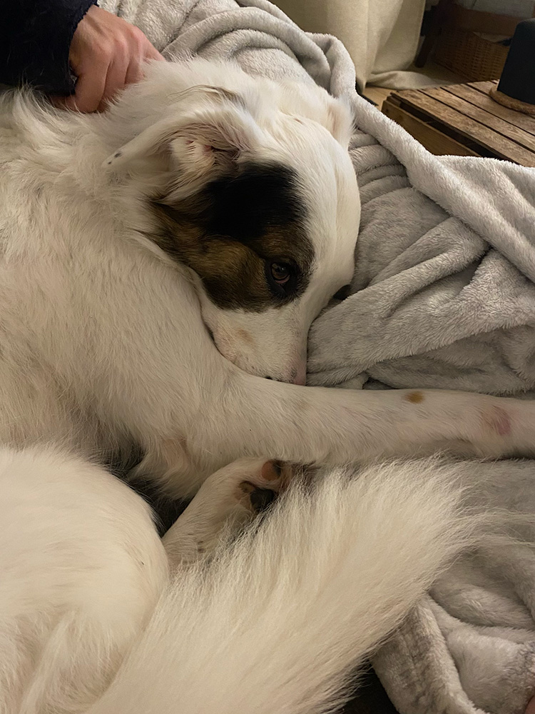 Dog curled up on sofa