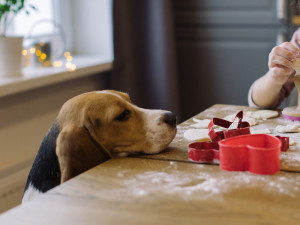 Dog in the kitchen with girl making cookies from dough on the counter