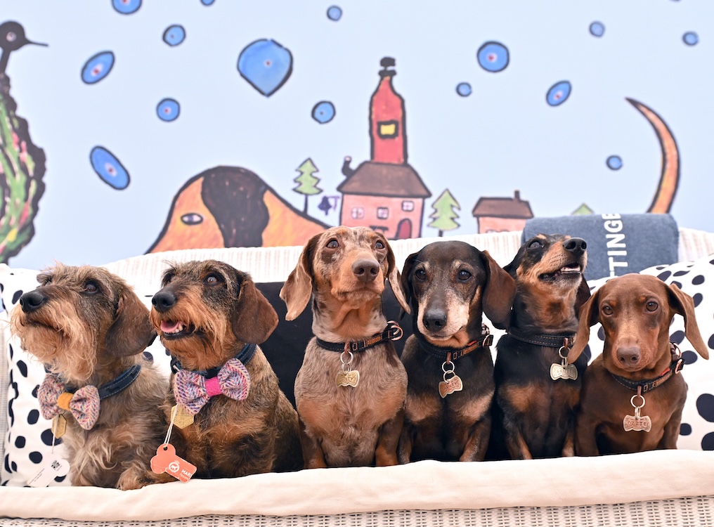 six dachshunds post together in a basket
