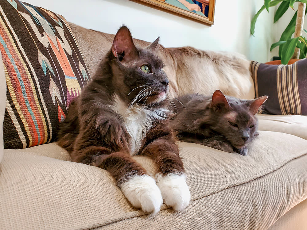 Two senior cats laying on a couch