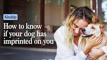 7 Signs Your Dog Has Imprinted on You