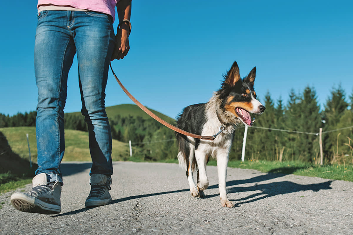 dog parent walking their dog at their side