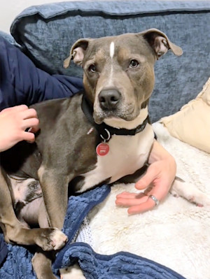 Pit Bull Found Tied Up in the Pouring Rain Hours After He Was Stolen on the Subway.