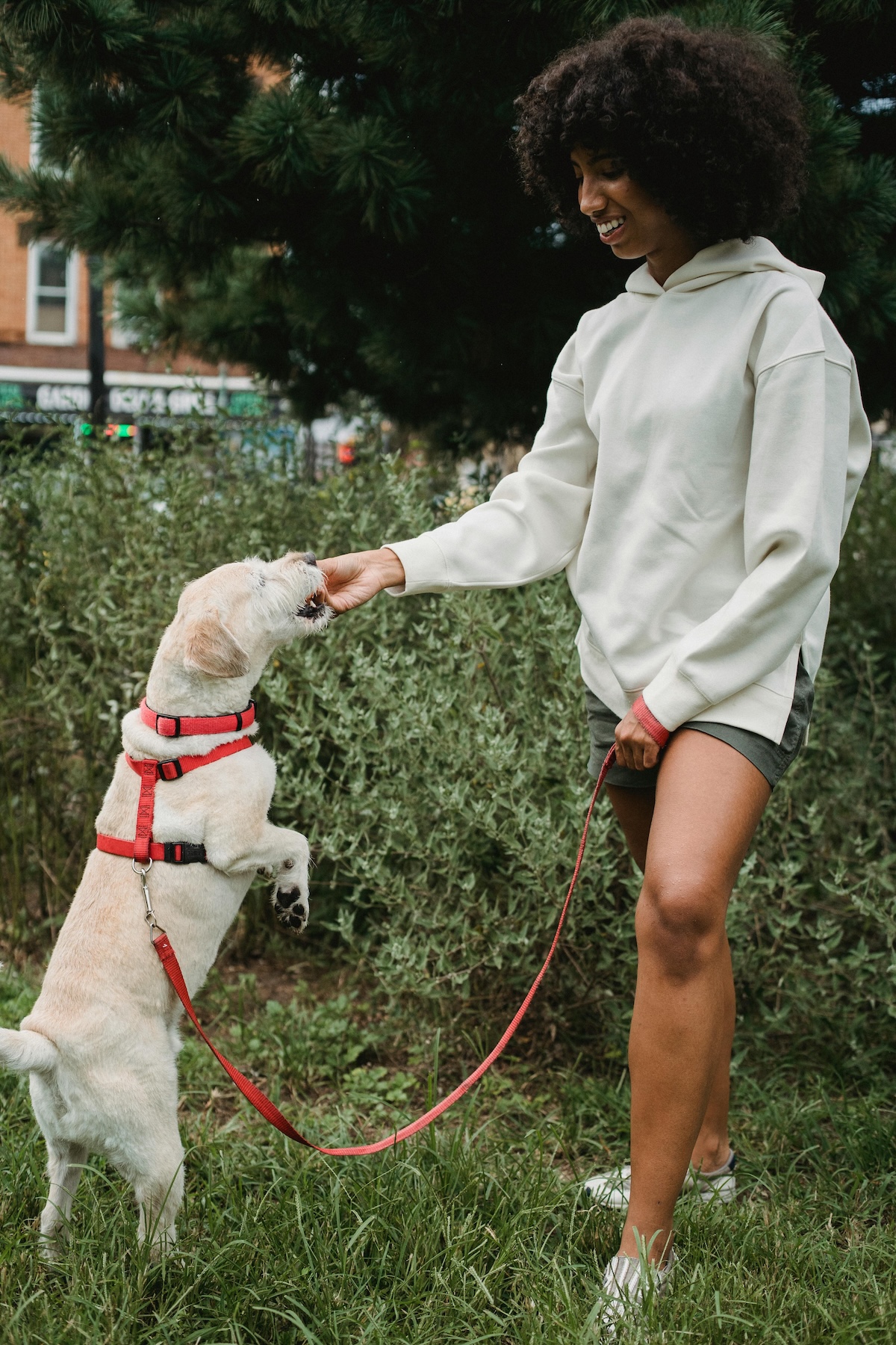 a picture of a smiling woman in shorts feeding her dog a treat