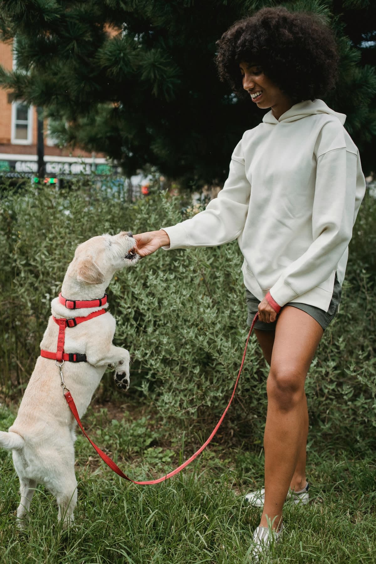 a picture of a smiling woman in shorts feeding her dog a treat
