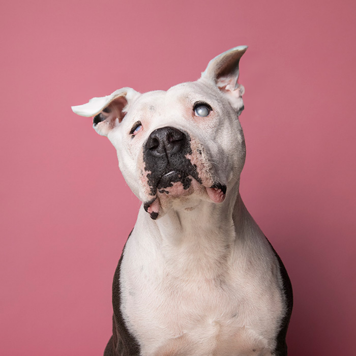 a white dog with uncropped ears
