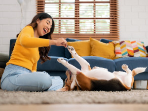 Woman playing with her beagle dog inside.