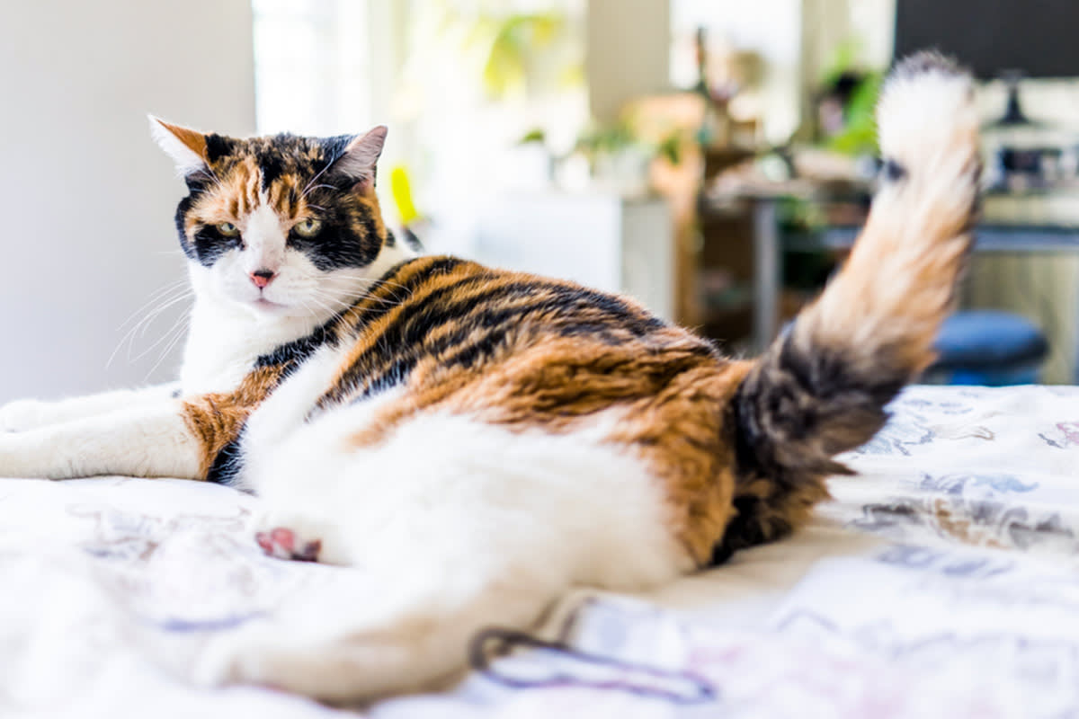cat with curled, high tail