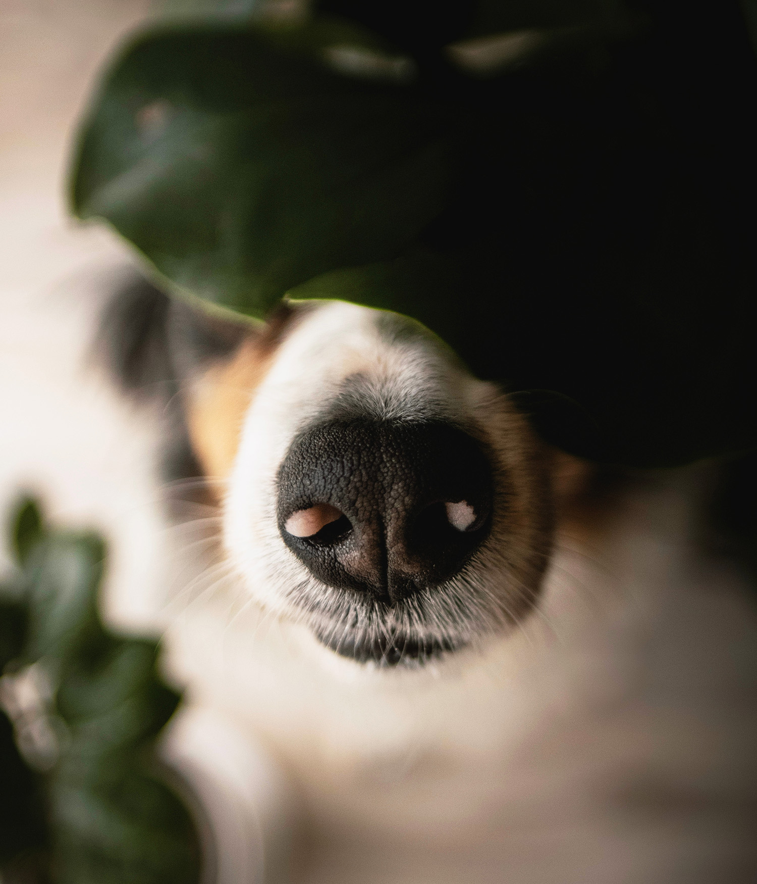 Close up of a dog's nose user a leaf
