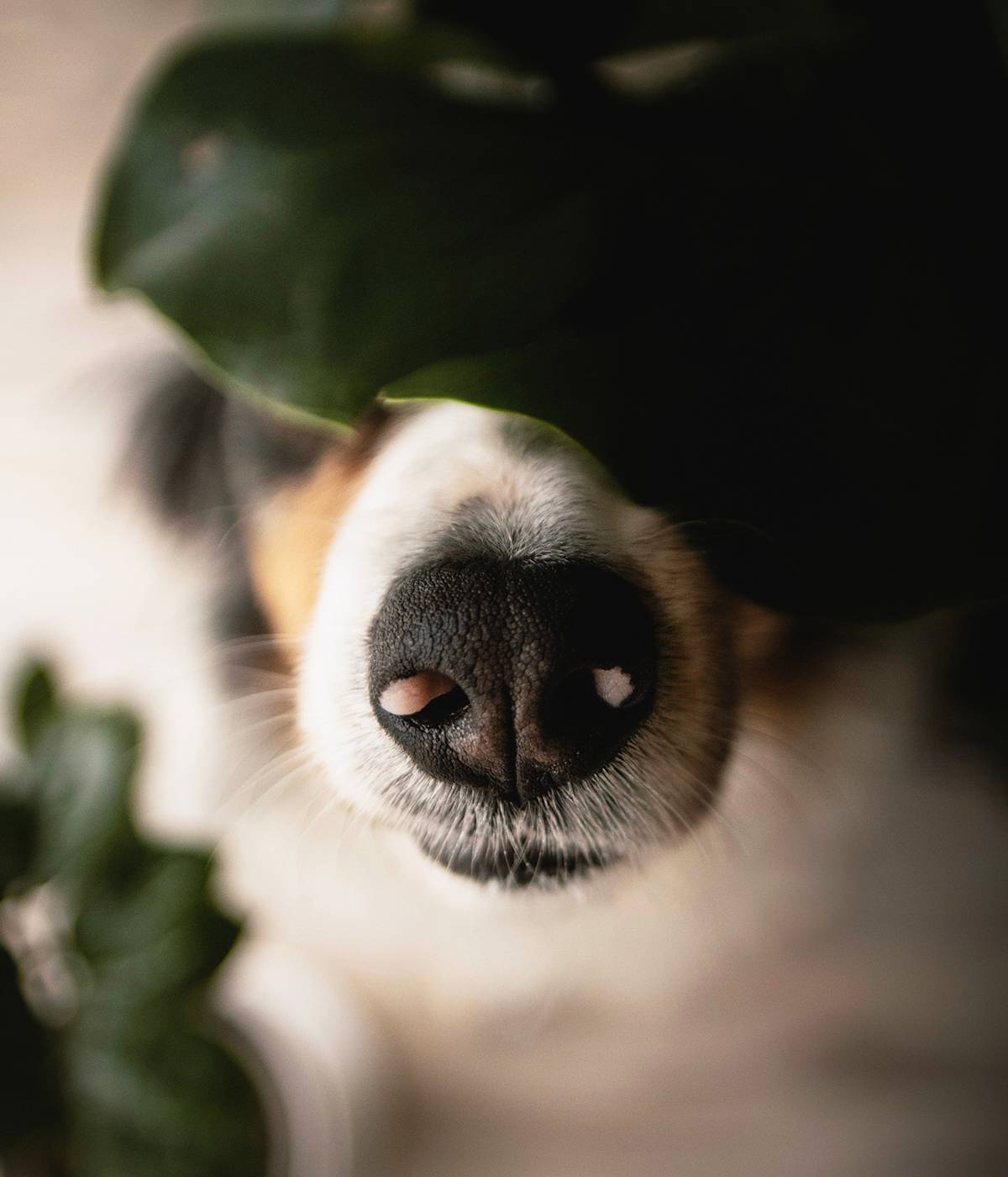 Close up of a dog's nose user a leaf
