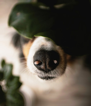 Close up of a dog's nose user a leaf