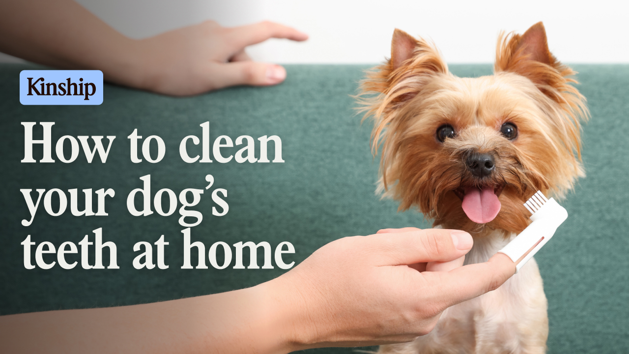 How to Clean Your Dog’s Teeth the Easy Way