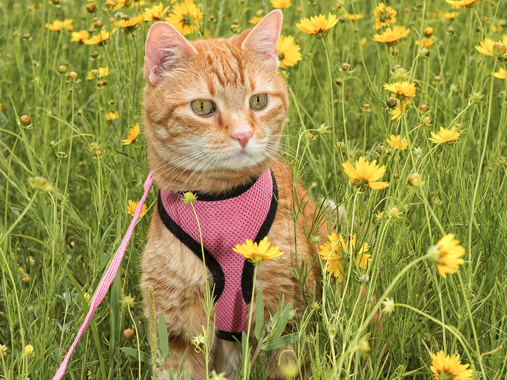 Cat sitting in a field wearing a pink harness and leash.