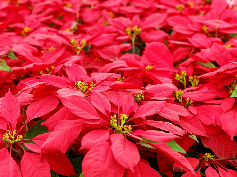 poinsettias