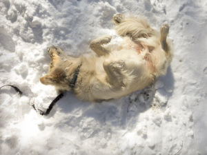 how to clean up dog poop after it snows