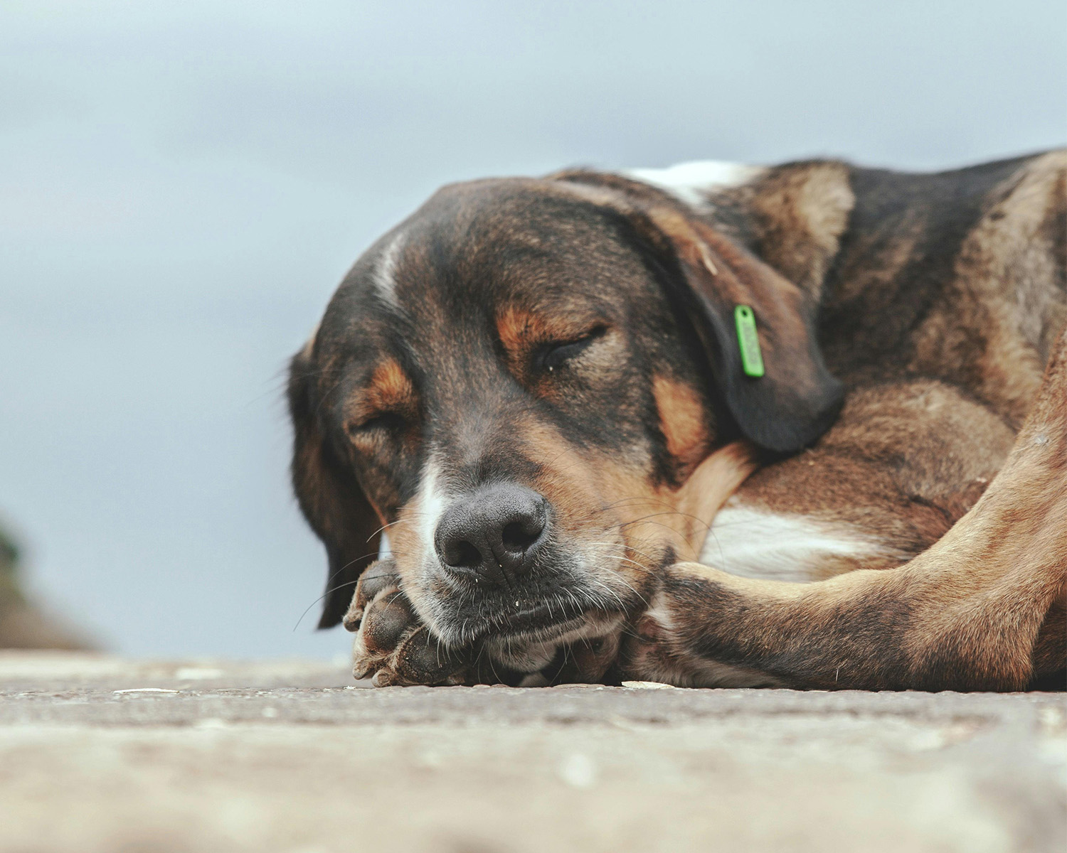 A dog with an ear chip sleeping on the street in Turkey