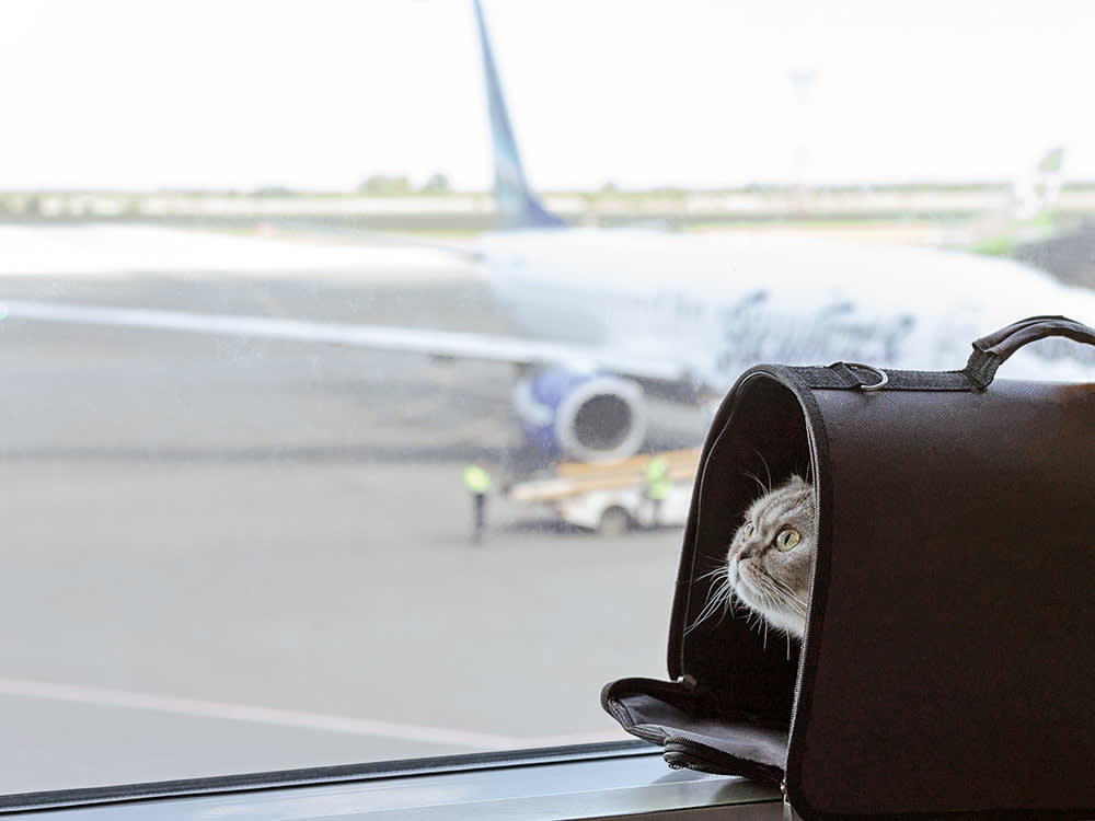Cat in carrier waiting at the airport.