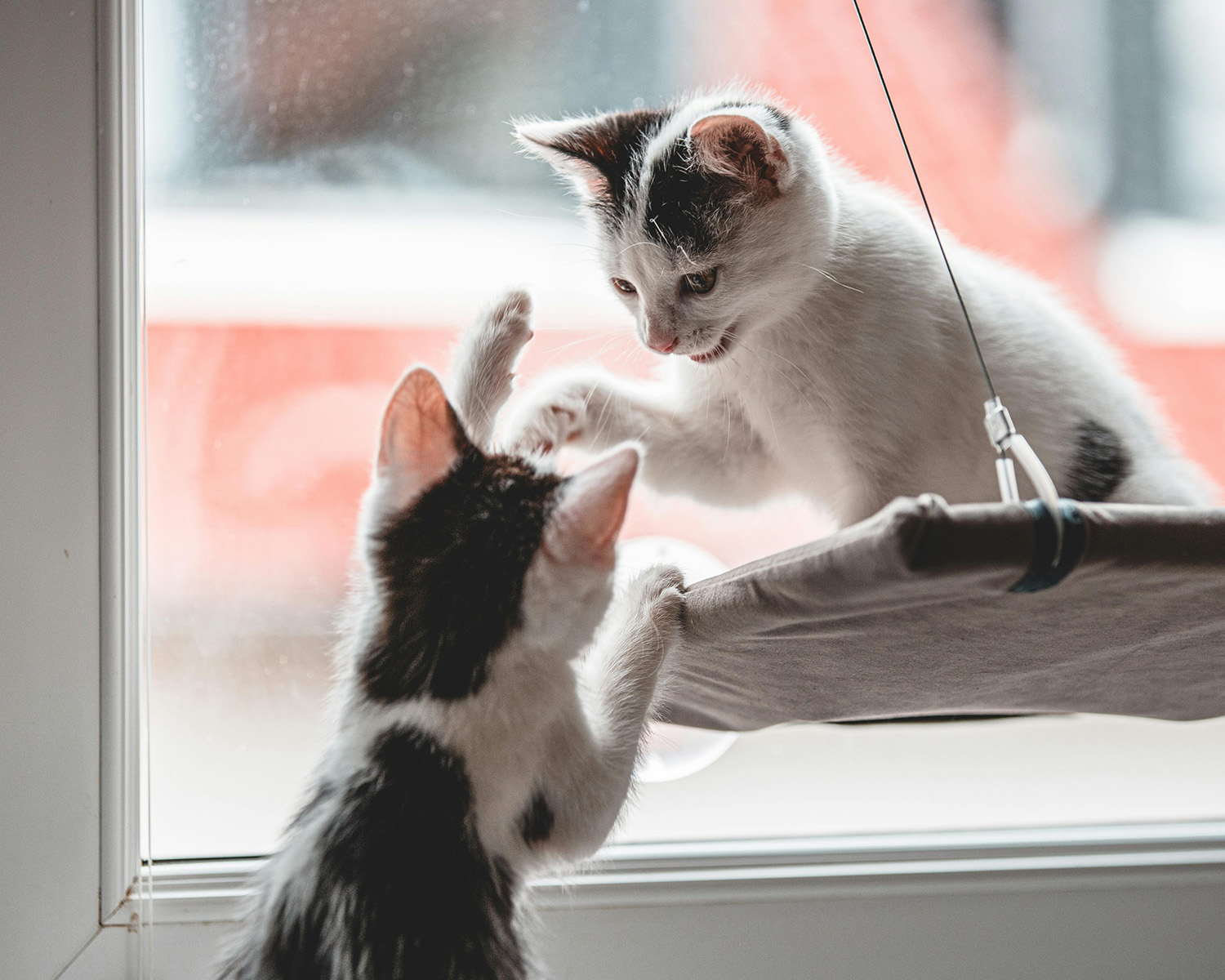 Cats Playing Near the Glass Window
