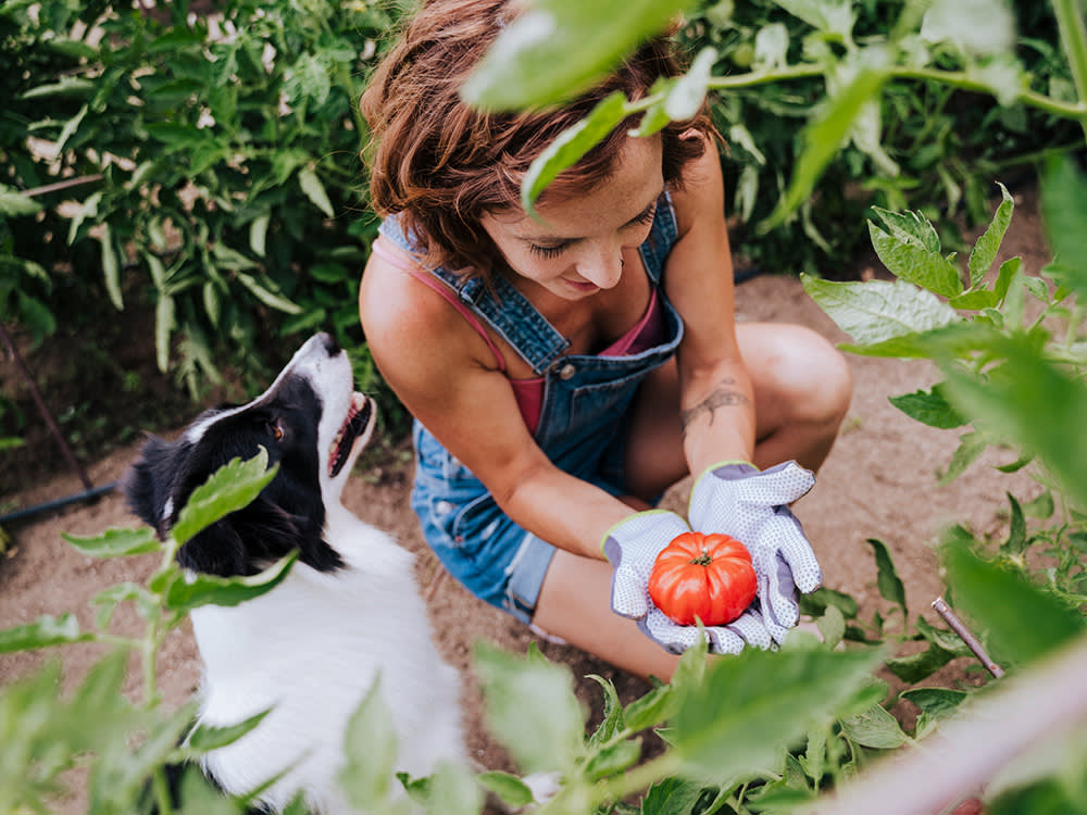 Woman with border collie holding tomato while working in vegetable garden.