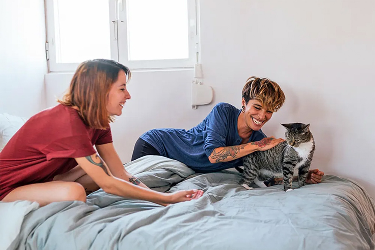 a cat hangs out with their parents on a bed