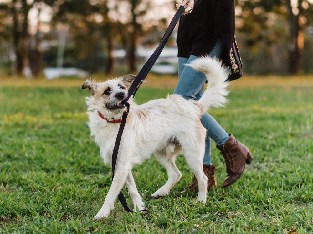 Scruffy dog tugging on leash as owner is pulling it 