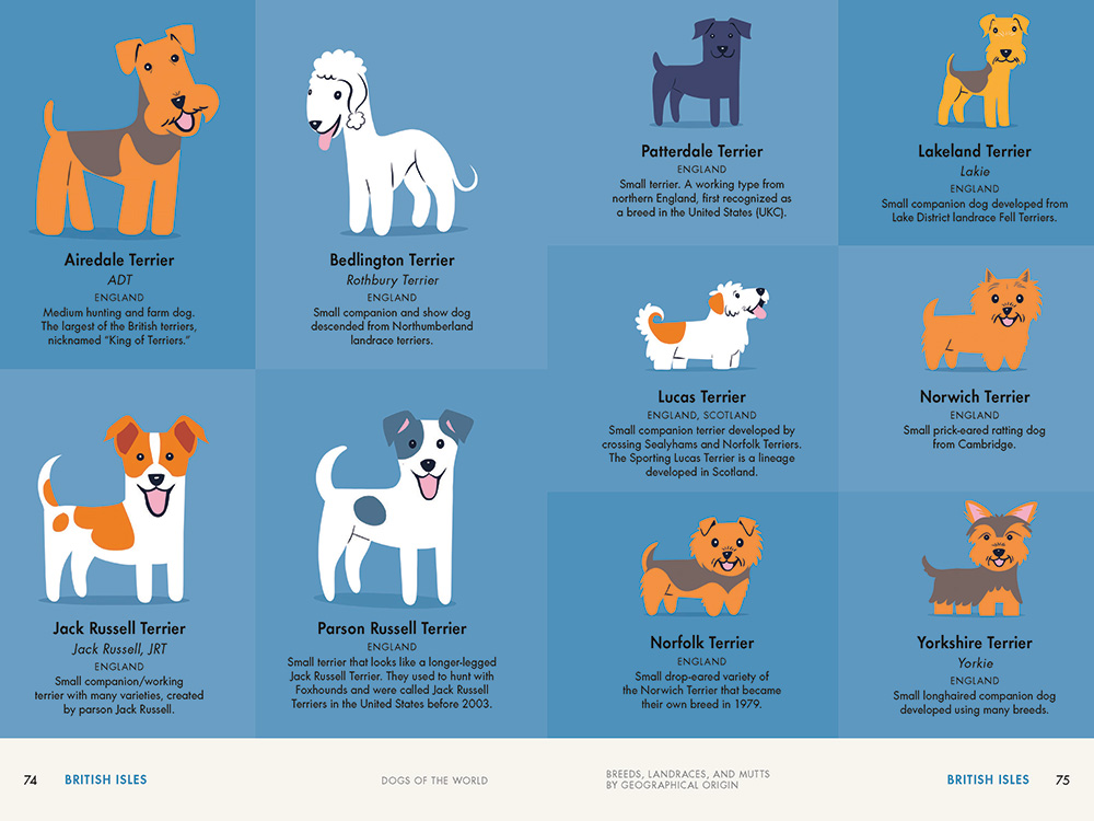 Lili Chin illustrations of Terriers 