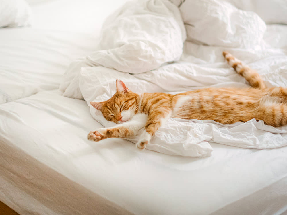 Why Does My Cat Sleep Between My Legs? 5 Reasons for This Behavior