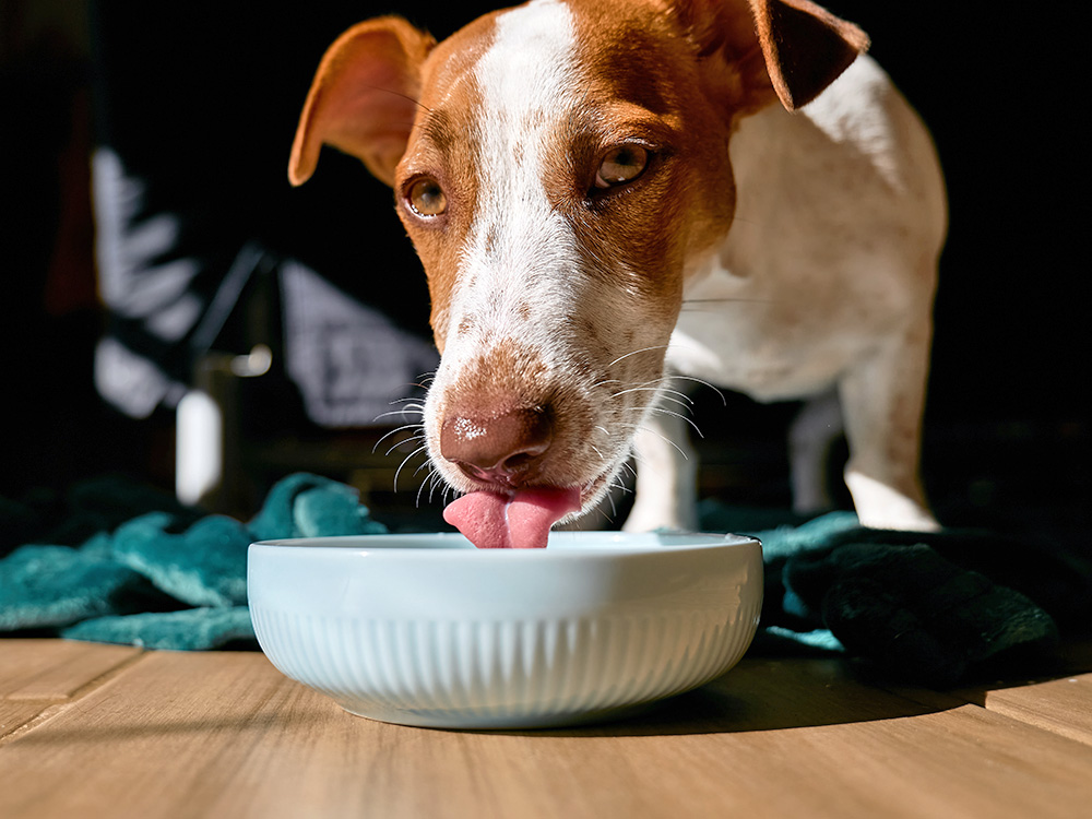 Dog drinking water from a bowl at home.