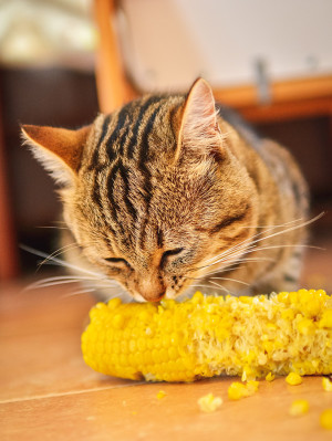 an orange and brown cat nibbles corn on the cob