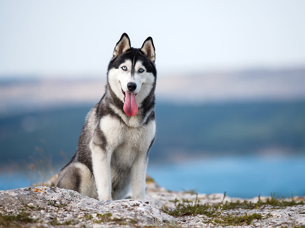 husky 