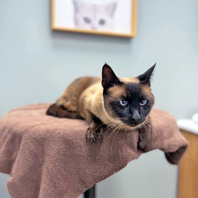 A California woman has claimed that an Amazon delivery driver stole her family's pet cat Piper.