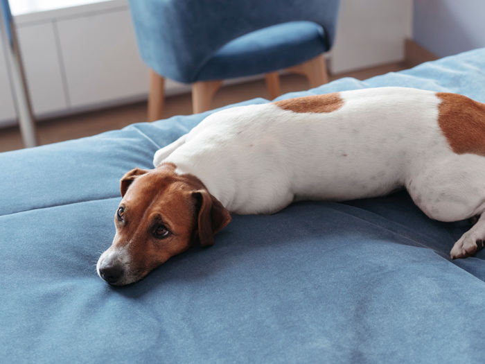 Dog laying down on a bed with a worried expression