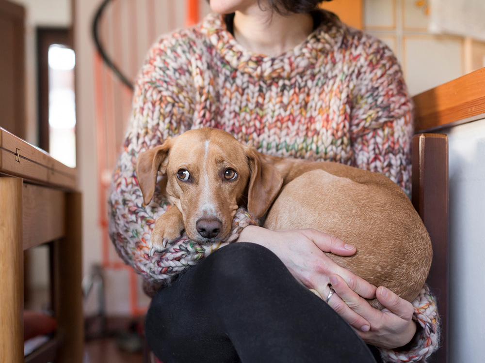 Why Do Dogs Lick Their Humans? A Vet Explains