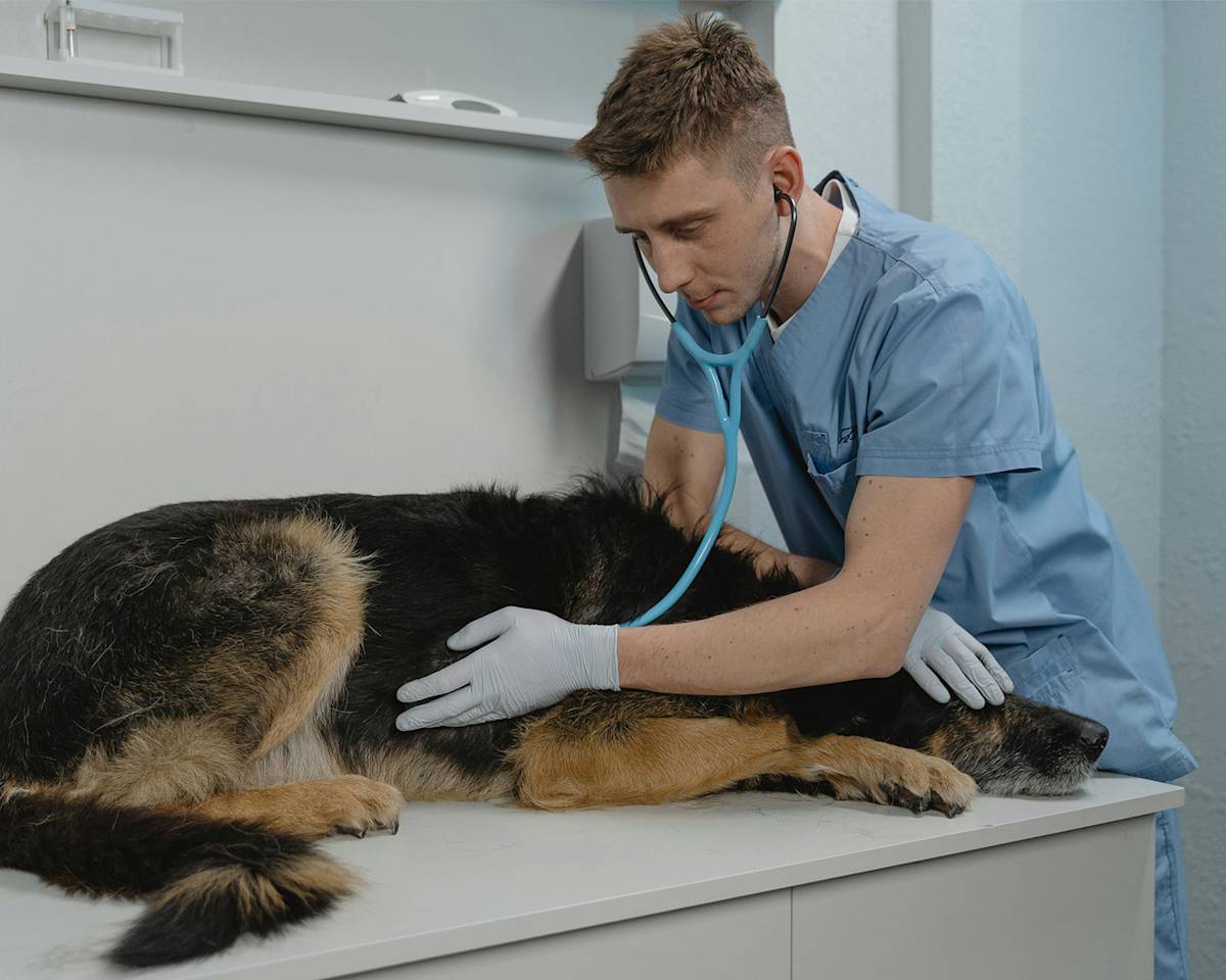 A Veterinarian Checking a Sick Dog Using a Stethoscope