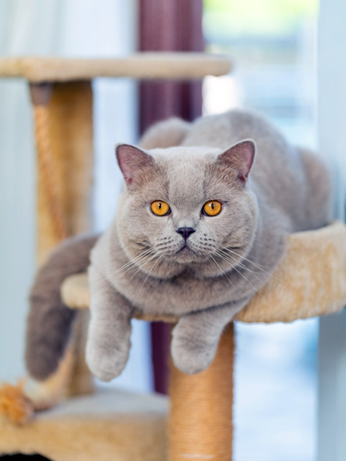 Cute fat cat laying in a cat tree at home.