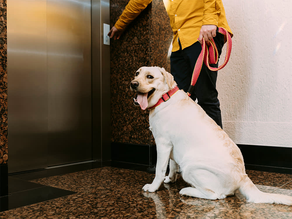 Labrador retriever dog sitting next to the elevator while owner is calling the elevator.