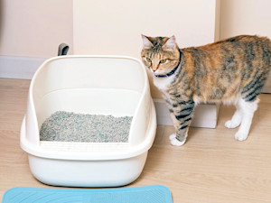 Cat waiting outside of litter box.