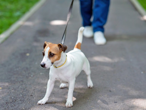 Dog pulling on his leash outside.