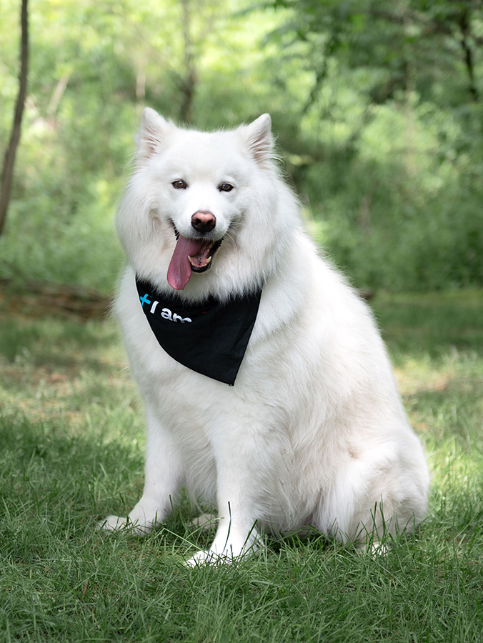 Maverick the blood donor dog poses for a portrait 