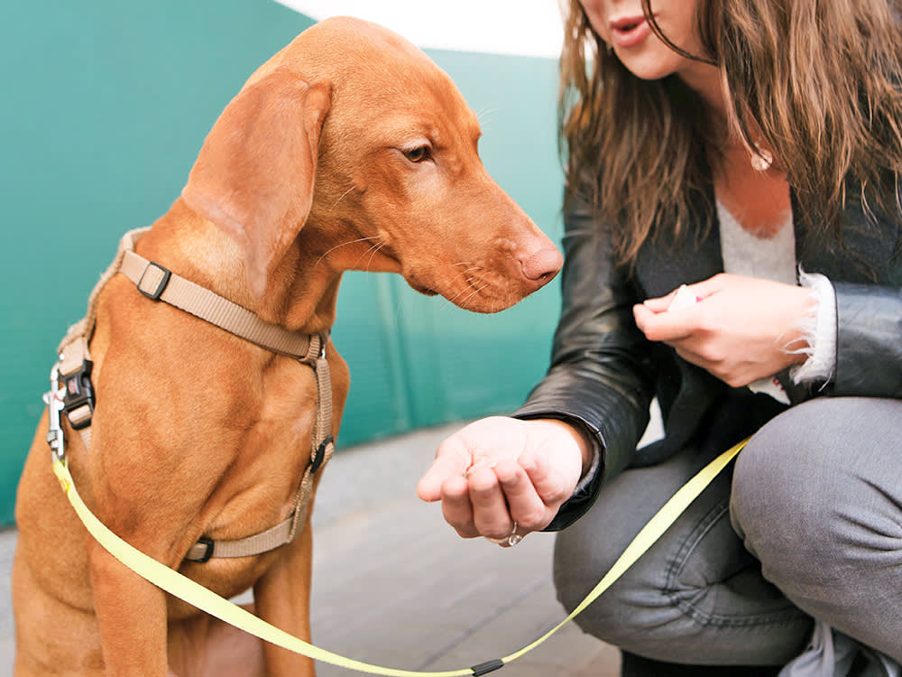 Nervous dog on a leash by a trainer outside.
