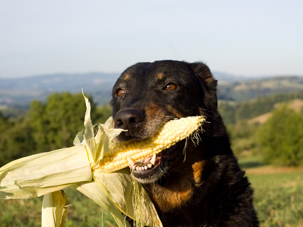 Is sweet corn outlet bad for dogs