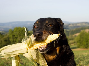 Dog with head of corn in his mouth.