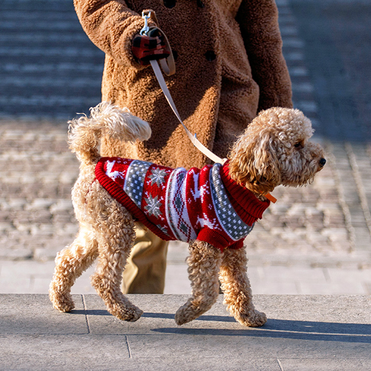 Someone walking small poodle outside in the cold.