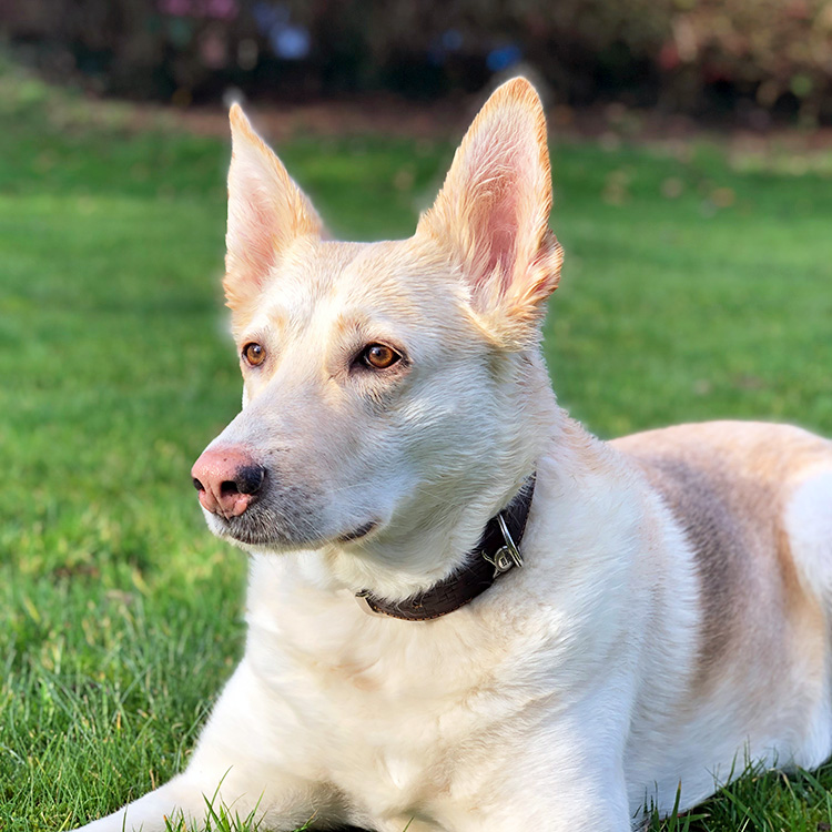 Cute dog with a pink and black nose laying outside in the grass.