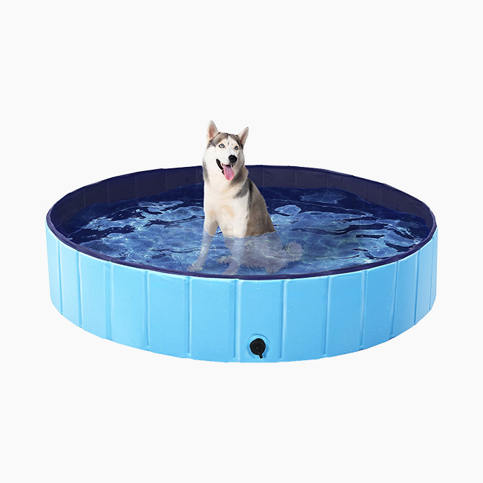 How To Help Your Dog Love Swimming As Much As You Do · The Wildest