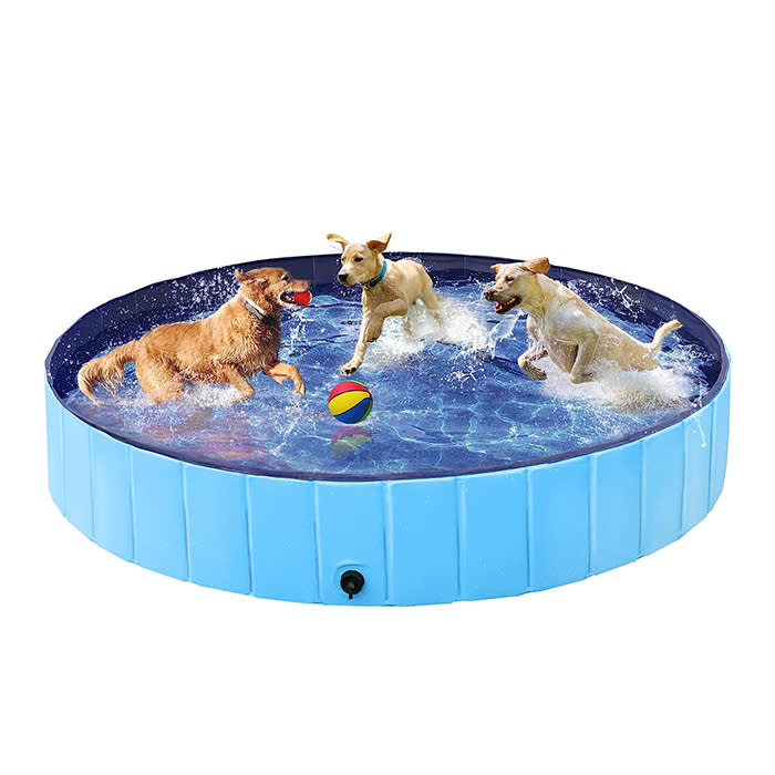 blue dog pool, three dogs chasing a ball
