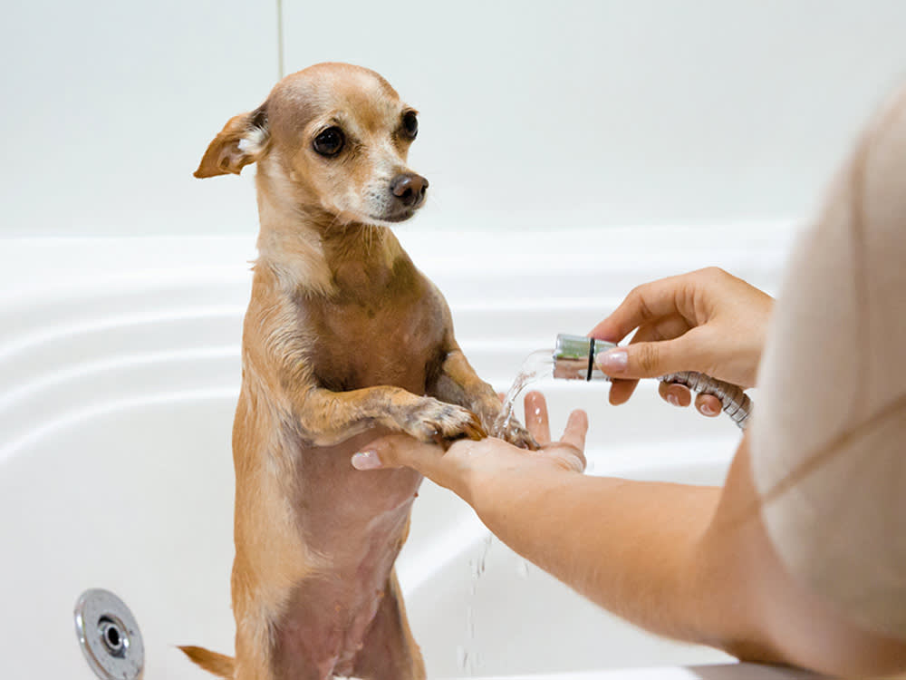 applying first aid to a burn on a dog
